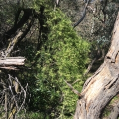 Clematis leptophylla (Small-leaf Clematis, Old Man's Beard) at Mount Ainslie to Black Mountain - 11 Sep 2021 by Ned_Johnston