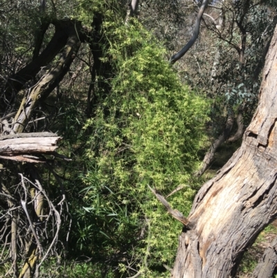 Clematis leptophylla (Small-leaf Clematis, Old Man's Beard) at Mount Ainslie to Black Mountain - 11 Sep 2021 by Ned_Johnston