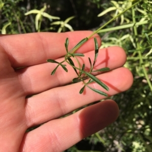 Clematis leptophylla at Campbell, ACT - 11 Sep 2021 11:30 AM