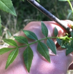 Fraxinus angustifolia at Campbell, ACT - 11 Sep 2021 11:33 AM