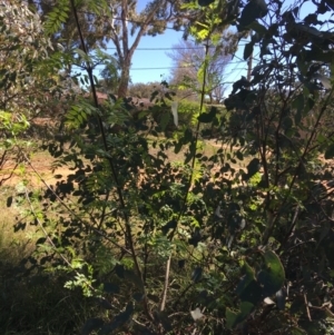 Fraxinus angustifolia at Campbell, ACT - 11 Sep 2021 11:33 AM