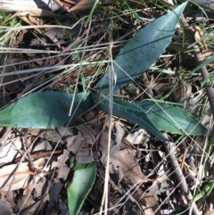 Agave americana (Century Plant) at Mount Pleasant - 11 Sep 2021 by NedJohnston