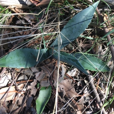 Agave americana (Century Plant) at Campbell, ACT - 11 Sep 2021 by Ned_Johnston