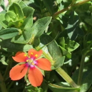 Lysimachia arvensis at Campbell, ACT - 11 Sep 2021