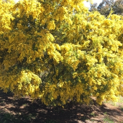 Acacia baileyana x Acacia decurrens (Cootamundra Wattle x Green Wattle (Hybrid)) at Mount Ainslie to Black Mountain - 11 Sep 2021 by NedJohnston