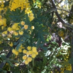 Acacia baileyana x Acacia decurrens at Campbell, ACT - 11 Sep 2021