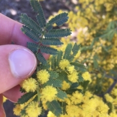 Acacia baileyana x Acacia decurrens at Campbell, ACT - 11 Sep 2021 12:13 PM