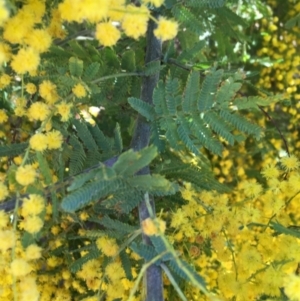 Acacia baileyana x Acacia decurrens at Campbell, ACT - 11 Sep 2021 12:13 PM