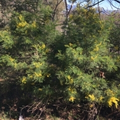 Acacia decurrens (Green Wattle) at Campbell, ACT - 11 Sep 2021 by Ned_Johnston