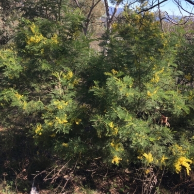 Acacia decurrens (Green Wattle) at Mount Pleasant - 11 Sep 2021 by NedJohnston