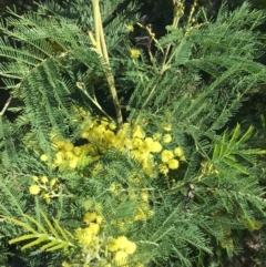 Acacia decurrens at Campbell, ACT - 11 Sep 2021