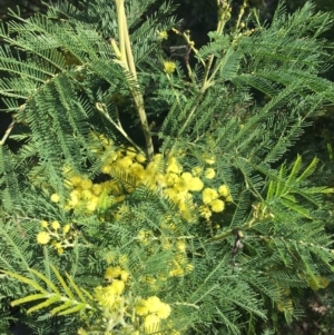 Acacia decurrens at Campbell, ACT - 11 Sep 2021 12:15 PM