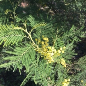 Acacia decurrens at Campbell, ACT - 11 Sep 2021 12:15 PM