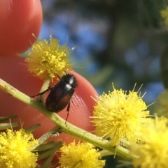 Heteronyx dimidiatus (Dimidiatus scarab beetle) at Campbell, ACT - 11 Sep 2021 by Ned_Johnston