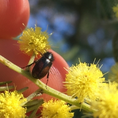 Heteronyx dimidiatus (Dimidiatus scarab beetle) at Campbell, ACT - 11 Sep 2021 by NedJohnston