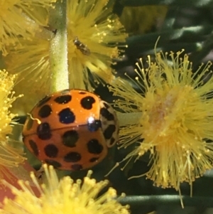 Harmonia conformis at Campbell, ACT - 11 Sep 2021