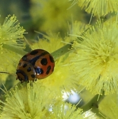 Peltoschema oceanica (Oceanica leaf beetle) at Campbell, ACT - 11 Sep 2021 by NedJohnston