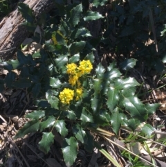 Berberis aquifolium (Oregon Grape) at Mount Ainslie to Black Mountain - 11 Sep 2021 by NedJohnston