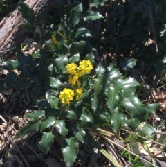 Berberis aquifolium (Oregon Grape) at Mount Pleasant - 11 Sep 2021 by NedJohnston