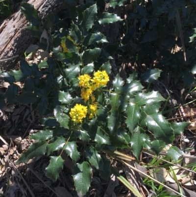 Berberis aquifolium (Oregon Grape) at Mount Ainslie to Black Mountain - 11 Sep 2021 by NedJohnston