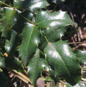 Berberis aquifolium at Campbell, ACT - 11 Sep 2021