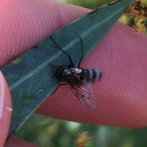 Entomophthora sp. (genus) at Campbell, ACT - 11 Sep 2021