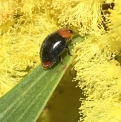 Cryptolaemus montrouzieri (Mealybug ladybird) at Mount Ainslie to Black Mountain - 11 Sep 2021 by Ned_Johnston