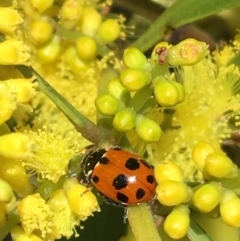 Hippodamia variegata (Spotted Amber Ladybird) at Mount Ainslie to Black Mountain - 11 Sep 2021 by NedJohnston
