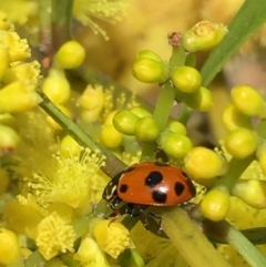 Hippodamia variegata at Campbell, ACT - 11 Sep 2021