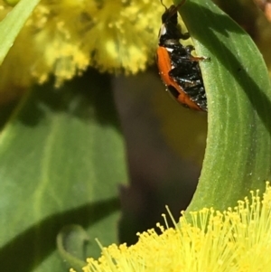 Hippodamia variegata at Campbell, ACT - 11 Sep 2021