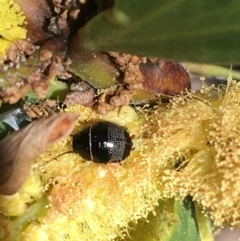 Ellipsidion sp. (genus) (A diurnal cockroach) at Campbell, ACT - 11 Sep 2021 by Ned_Johnston