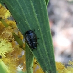 Ellipsidion sp. (genus) at Campbell, ACT - 11 Sep 2021 12:35 PM