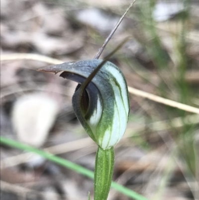 Pterostylis pedunculata (Maroonhood) at Cook, ACT - 12 Sep 2021 by MattFox