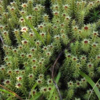 Bartramiaceae at Acton, ACT - 11 Sep 2021 by pinnaCLE
