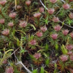 Polytrichaceae sp. (family) (A moss) at Acton, ACT - 11 Sep 2021 by pinnaCLE