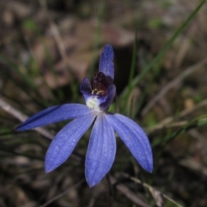 Cyanicula caerulea at Downer, ACT - suppressed