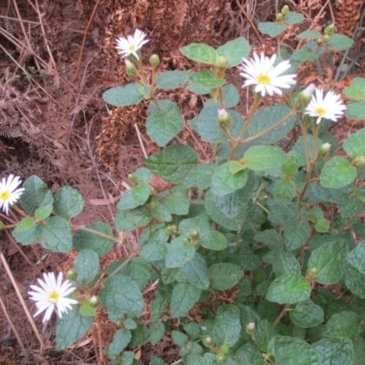 Olearia tomentosa (Toothed Daisy Bush) at Tura Beach, NSW - 13 Sep 2021 by Kyliegw