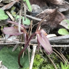 Cyrtostylis reniformis (Common Gnat Orchid) at Aranda, ACT - 12 Sep 2021 by MattFox