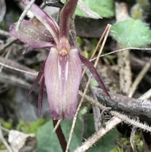 Cyrtostylis reniformis at suppressed - 13 Sep 2021