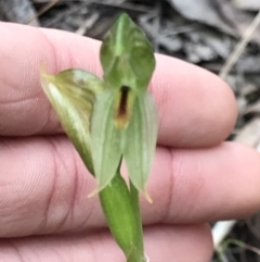 Bunochilus umbrinus (ACT) = Pterostylis umbrina (NSW) (Broad-sepaled Leafy Greenhood) at Aranda, ACT by MattFox
