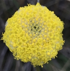 Craspedia variabilis (Common Billy Buttons) at Downer, ACT - 9 Sep 2021 by MattFox