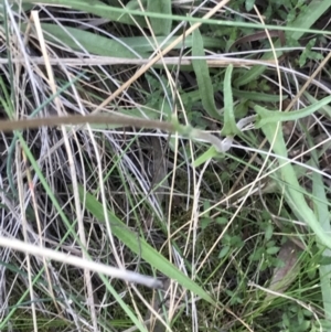 Craspedia variabilis at Downer, ACT - 9 Sep 2021