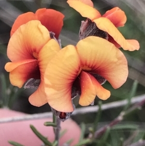 Dillwynia sp. at Cook, ACT - 9 Sep 2021 03:09 PM