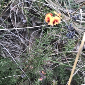 Dillwynia sp. at Cook, ACT - 9 Sep 2021