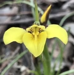 Diuris chryseopsis (Golden Moth) at Cook, ACT - 9 Sep 2021 by MattFox