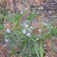 Solanum vescum (Green Kangaroo Apple) at Tura Beach, NSW - 13 Sep 2021 by KylieWaldon