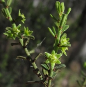 Phyllanthus occidentalis at Downer, ACT - 11 Sep 2021 12:11 PM