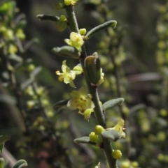 Phyllanthus occidentalis at Downer, ACT - 11 Sep 2021