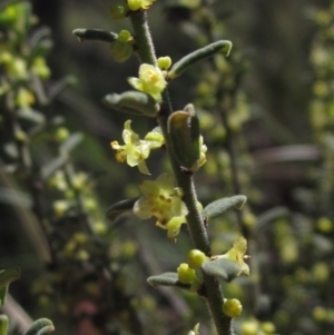 Phyllanthus occidentalis at Downer, ACT - 11 Sep 2021