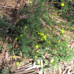 Hibbertia sp. (Guinea Flower) at Tura Beach, NSW - 13 Sep 2021 by Kyliegw